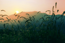 狗尾巴草稗子草图片