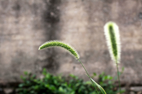 狗尾巴草稗子草图片
