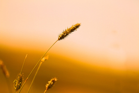 狗尾巴草稗子草图片
