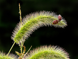 狗尾巴草稗子草图片