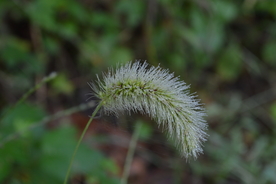 狗尾巴草稗子草图片