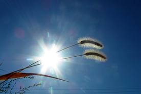 狗尾巴草稗子草图片