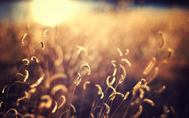 狗尾巴草稗子草图片