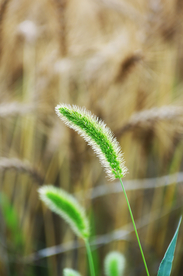 狗尾巴草稗子草图片
