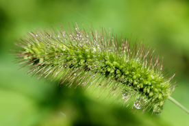 狗尾巴草稗子草图片
