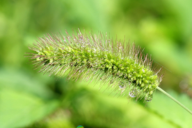 狗尾巴草稗子草图片