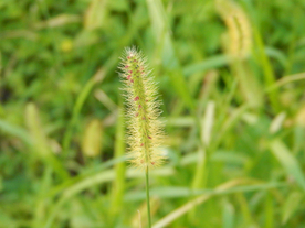 狗尾巴草稗子草图片