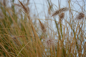 狗尾巴草稗子草图片