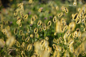 狗尾巴草稗子草图片