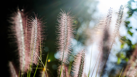 狗尾巴草稗子草图片