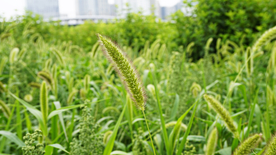 狗尾巴草稗子草图片