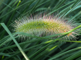 狗尾巴草稗子草图片