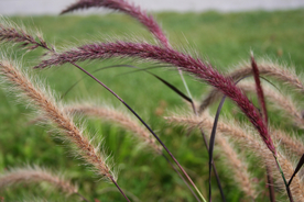 狗尾巴草稗子草图片