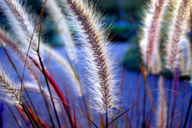 狗尾巴草稗子草图片