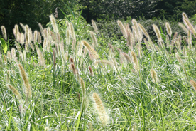 狗尾巴草稗子草图片