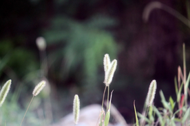狗尾巴草稗子草图片