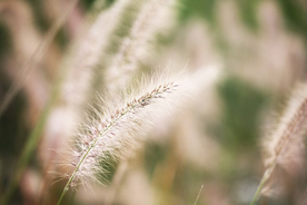 狗尾巴草稗子草图片