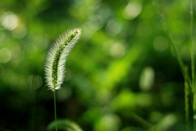 狗尾巴草稗子草图片