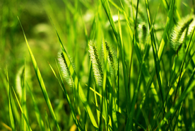 狗尾巴草稗子草图片