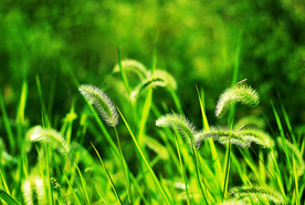 狗尾巴草稗子草图片