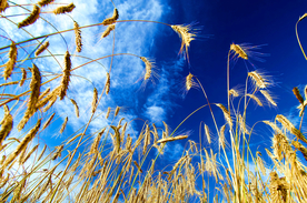 狗尾巴草稗子草图片