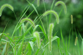 狗尾巴草稗子草图片