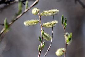 狗尾巴草稗子草图片