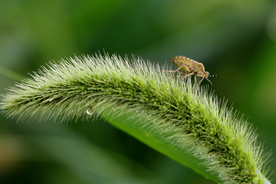 狗尾巴草稗子草图片