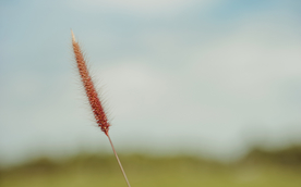 狗尾巴草稗子草图片