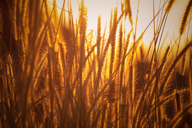 狗尾巴草稗子草图片