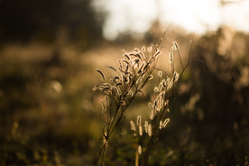 狗尾巴草稗子草图片