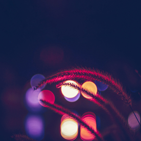 狗尾巴草稗子草图片