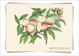 桃子树 水果图鉴