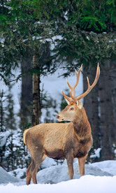 雪山雄鹿