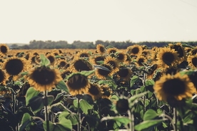 向日葵太阳花葵花图片