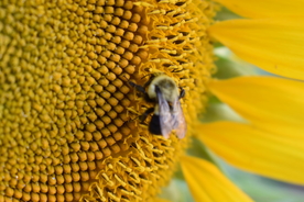 向日葵太阳花葵花图片