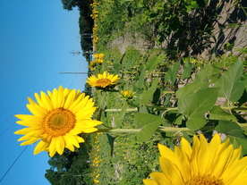 向日葵太阳花葵花图片