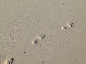 脚印鞋印足迹痕迹图片