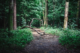 森林雨林树木林子图片