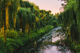 森林雨林树木林子图片