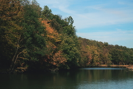 树木 树林 森林 金黄色森林