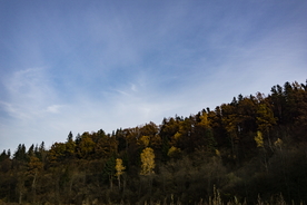 森林雨林树木林子图片