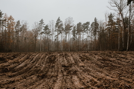 森林雨林树木林子图片