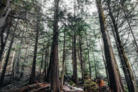 森林雨林树木林子图片