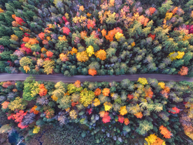森林航拍树木俯瞰图片