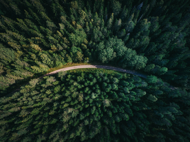 森林航拍树木俯瞰图片