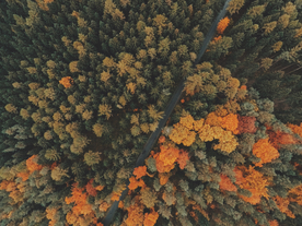 森林航拍树木俯瞰图片