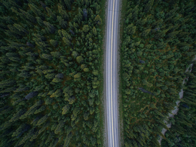 森林航拍树木俯瞰图片