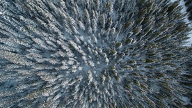 森林航拍树木俯瞰图片