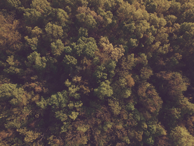 森林航拍树木俯瞰图片